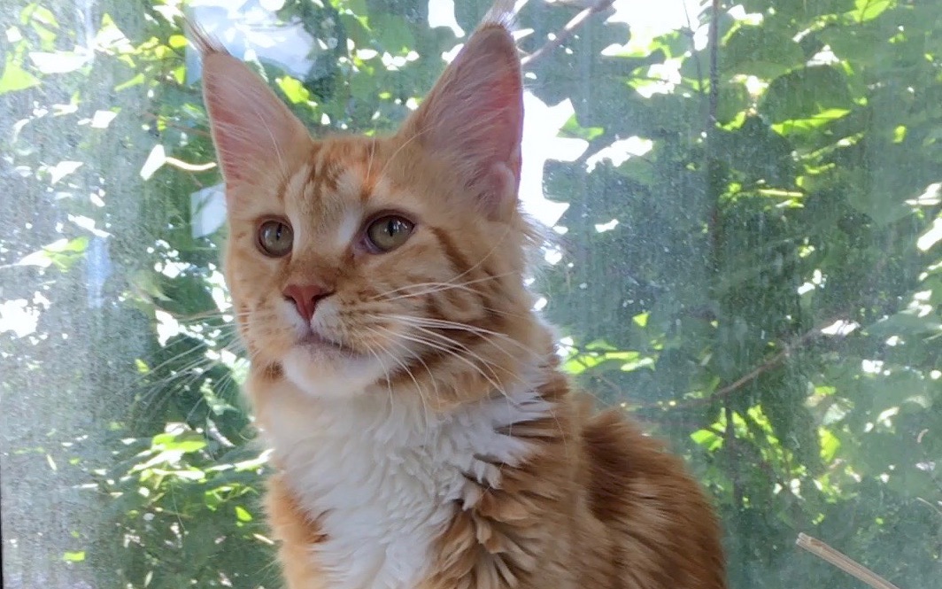 北京61南锣鼓巷猫小院,超可爱的橘色缅因猫( 07▽` )17