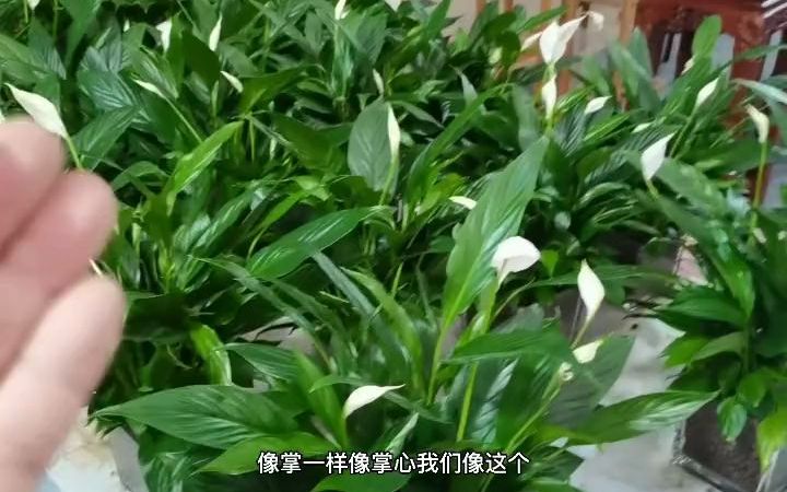 【水培植物】如何养水培一帆风顺哔哩哔哩bilibili