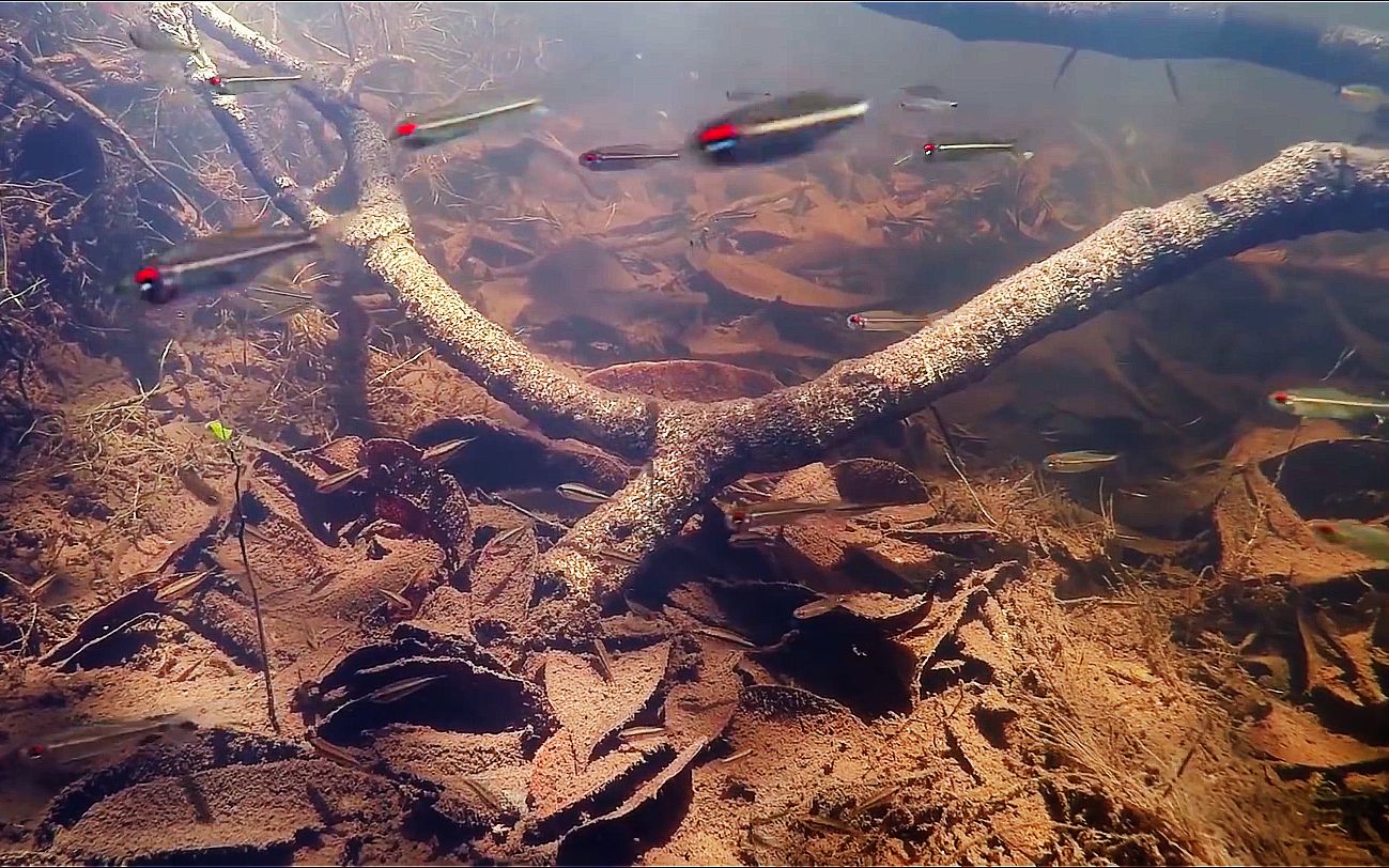 水族爱好者,南美亚马逊黑水河寻鱼之旅