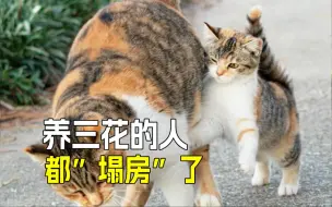 Download Video: 三花还是彩狸❓傻傻分不清🙀