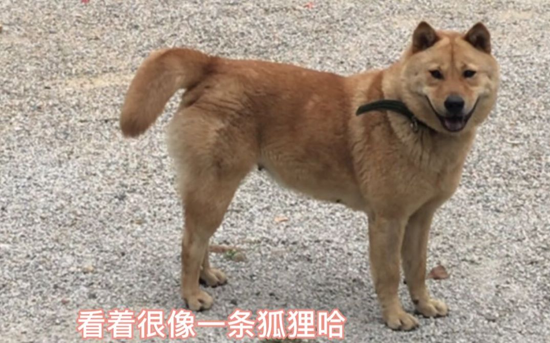 【中华犬】偶遇像只狐狸的土狗阿黄,颜值品相太高虎头纹梅花眼黄身猫耳大摆尾哔哩哔哩bilibili