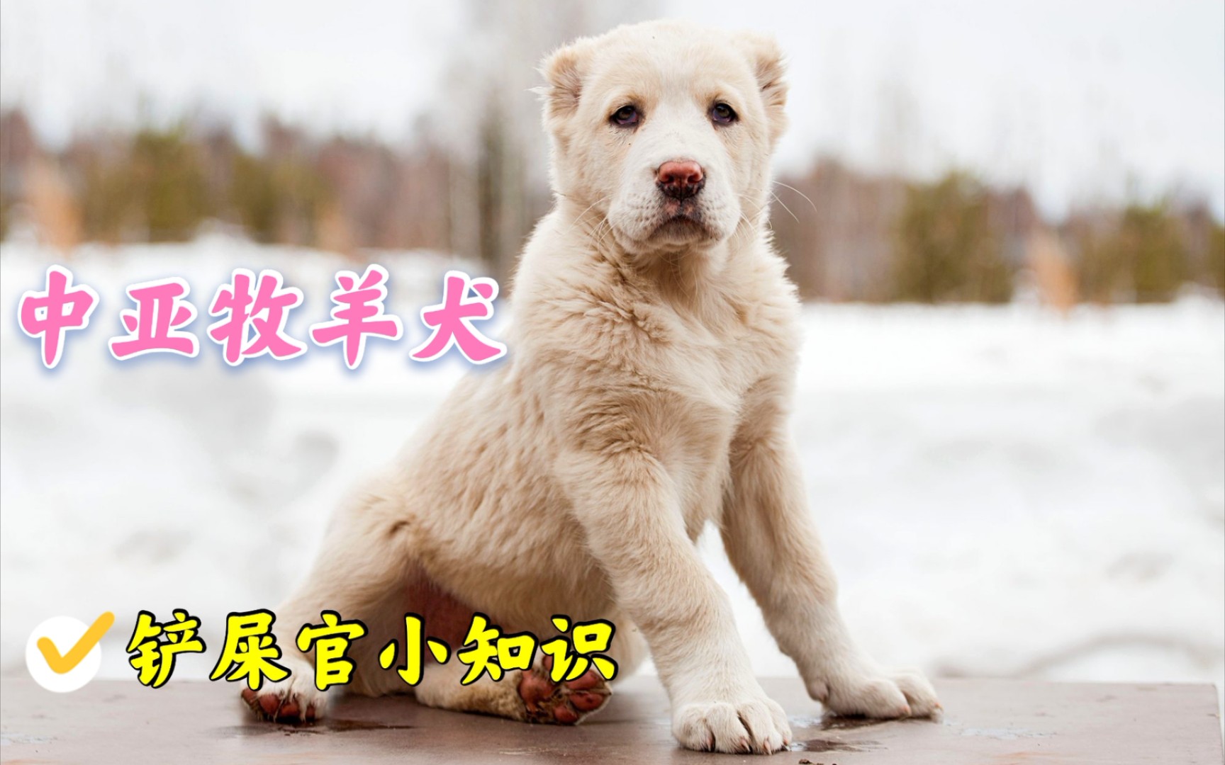 犬界祖师爷中亚牧羊犬和高加索谁更强?谁是第一猛犬?哔哩哔哩bilibili