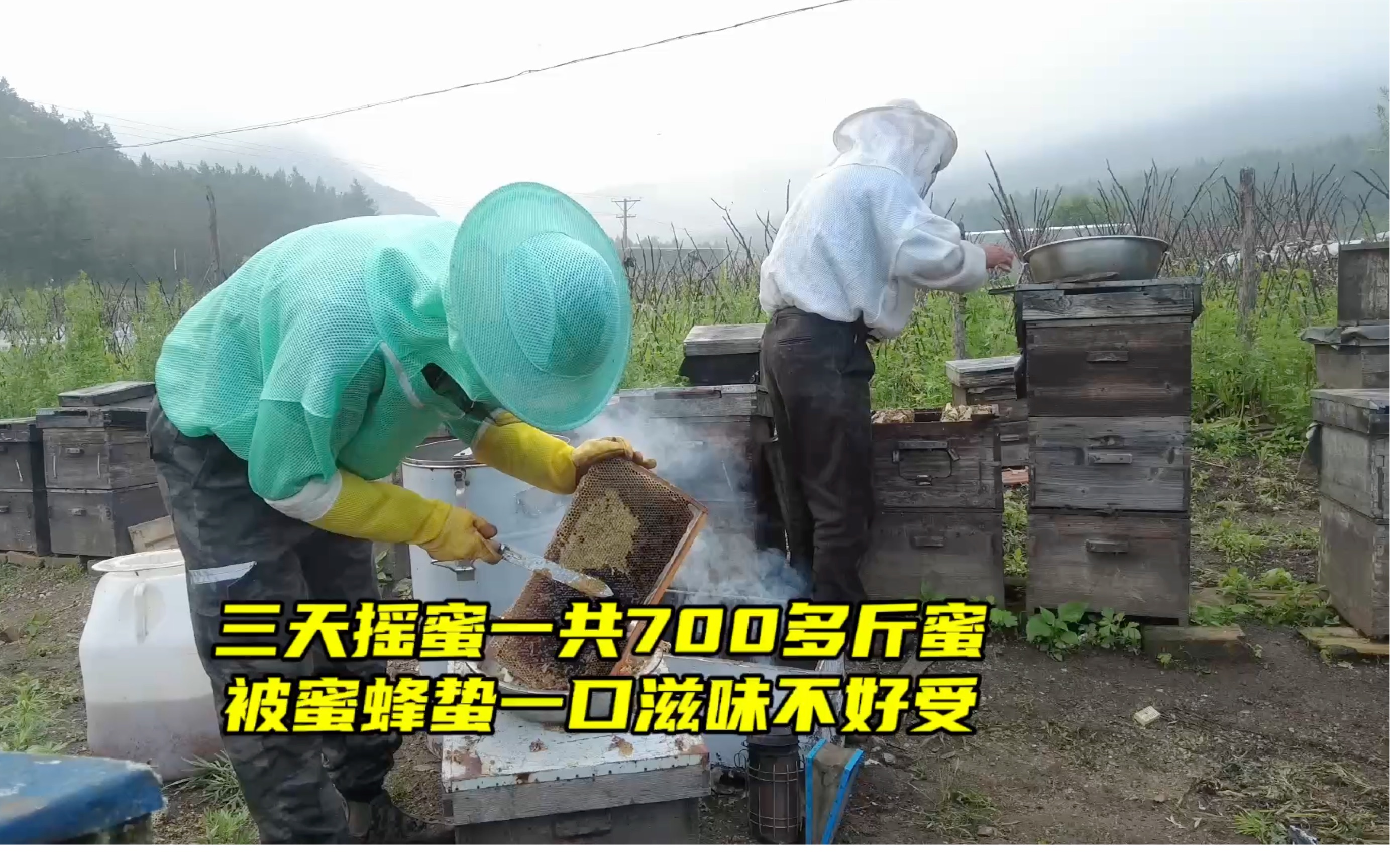头茬椴树蜜摇蜜结束,七十多箱蜜蜂就产700多斤蜜,又是个欠收年头