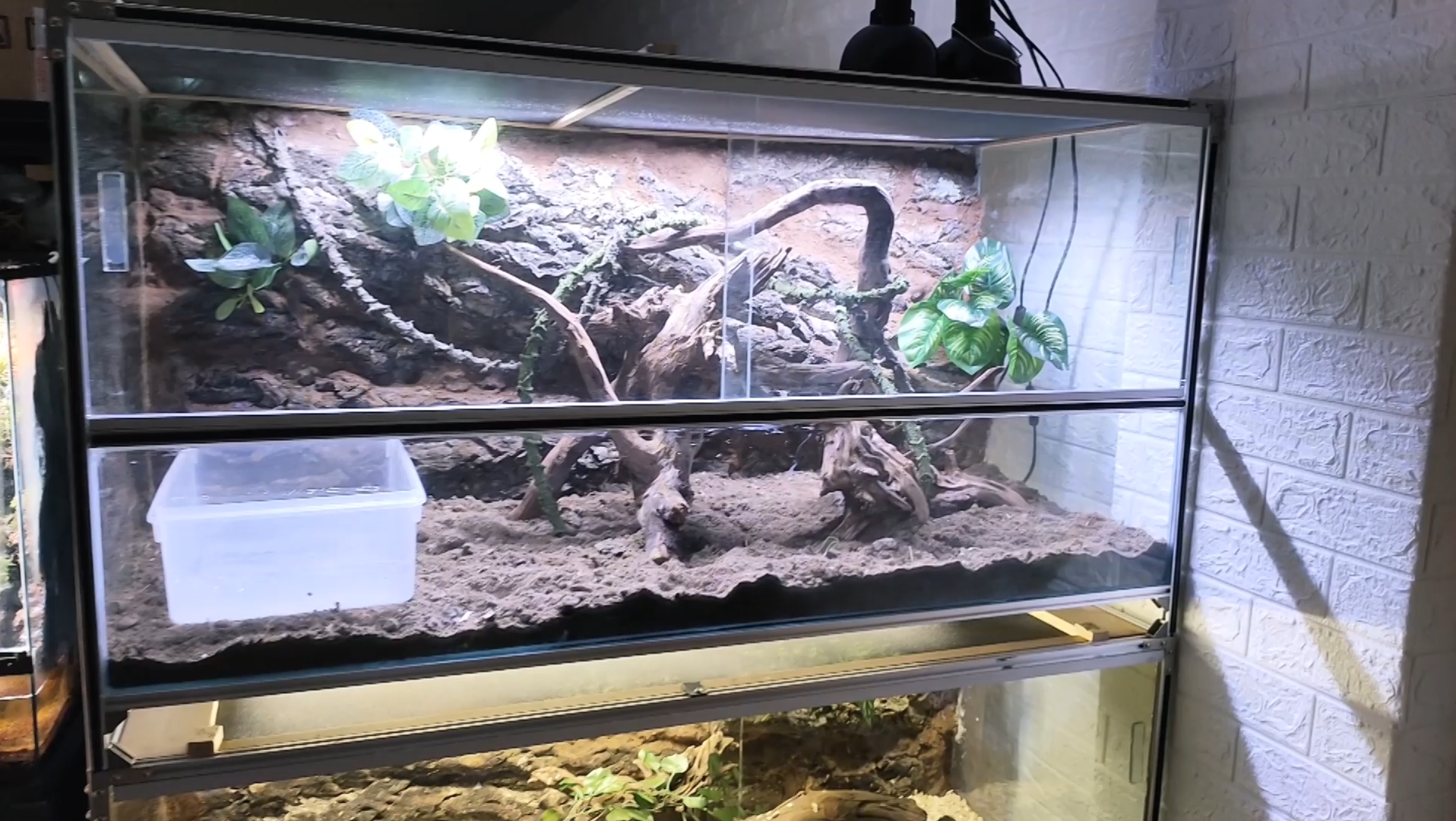 牛蛇搬新家!造景 自制爬缸使用感受