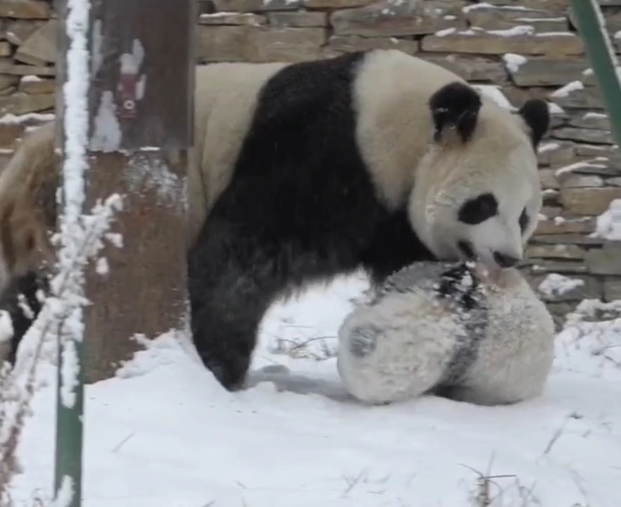 扫雪动物图图片