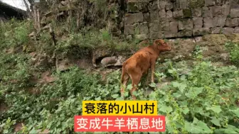 Download Video: 探索无人村，道路尘土飞扬，村里已变成牛羊的栖息地