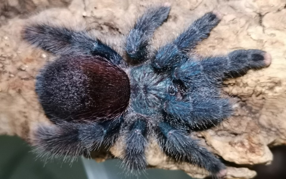 粉趾喂食(油彩和金属)