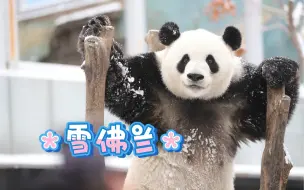 Скачать видео: 【大熊猫萌兰】2023北京初雪，雪佛兰，好久不见！