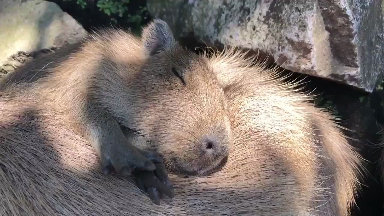 啊睡着的小水豚太可爱了777077