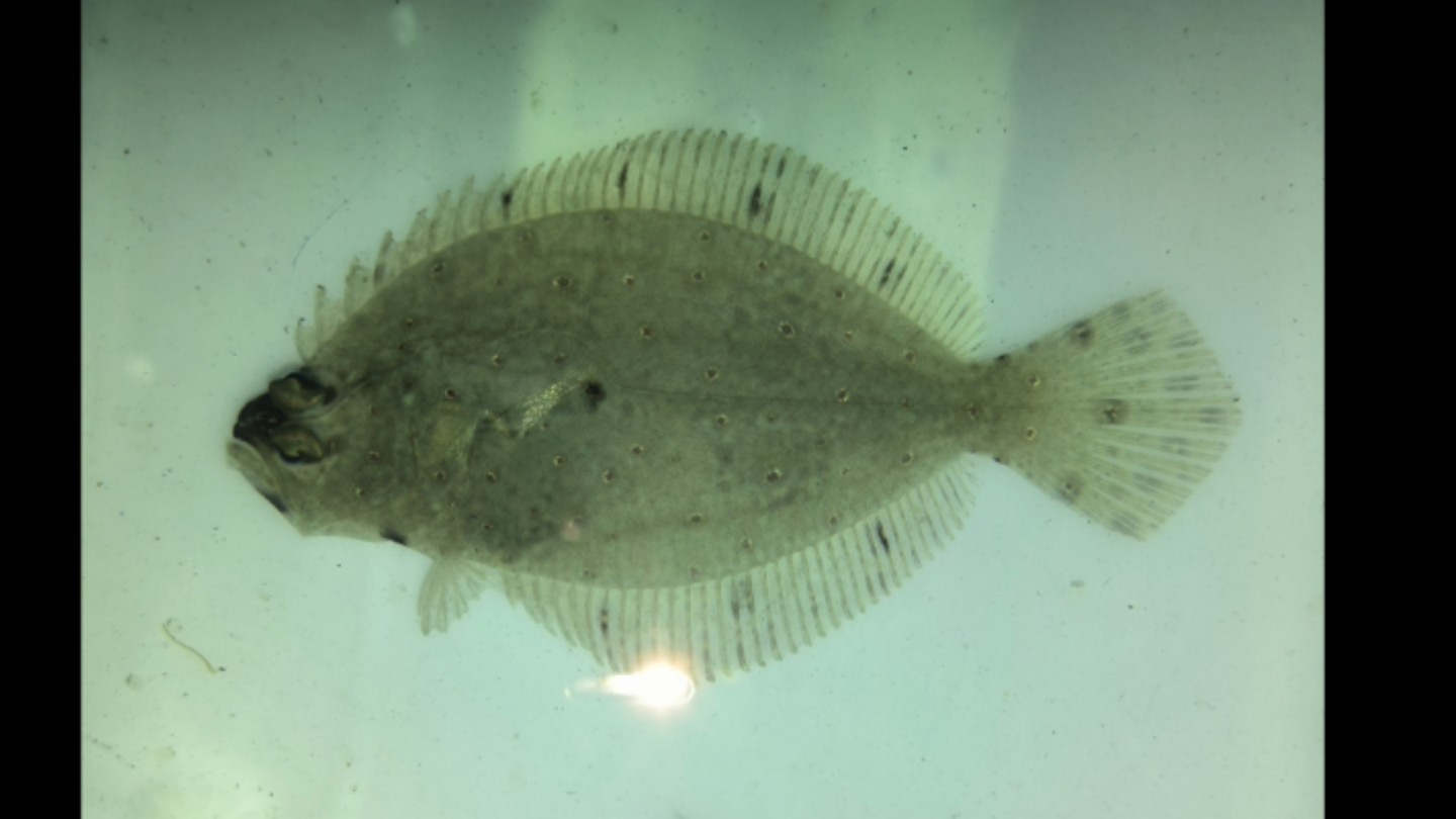 花鲆,更适合中国宝宝的一款淡水比目鱼