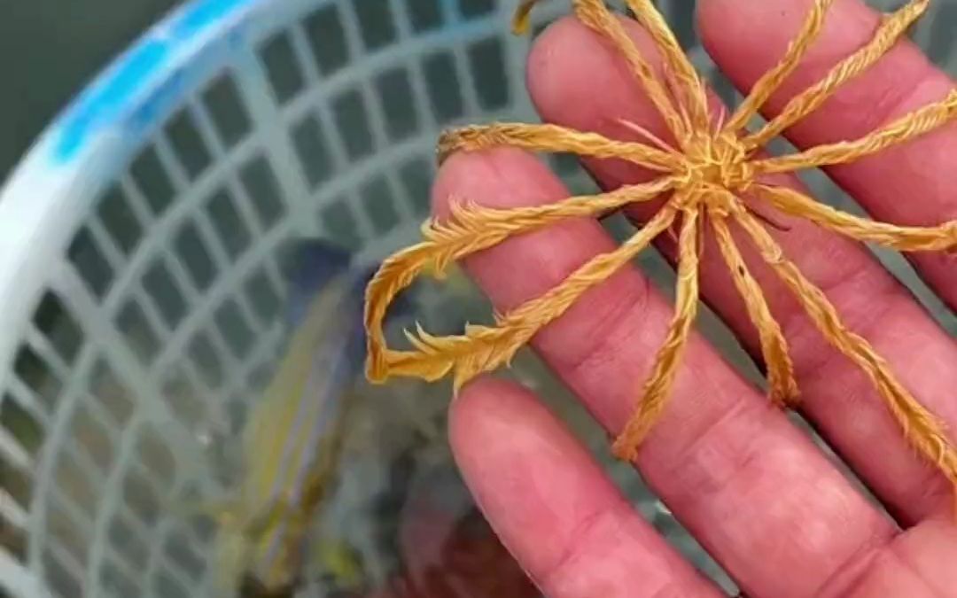 以为是植物,没想到是动物,羽毛海星一入水就翩翩起舞.