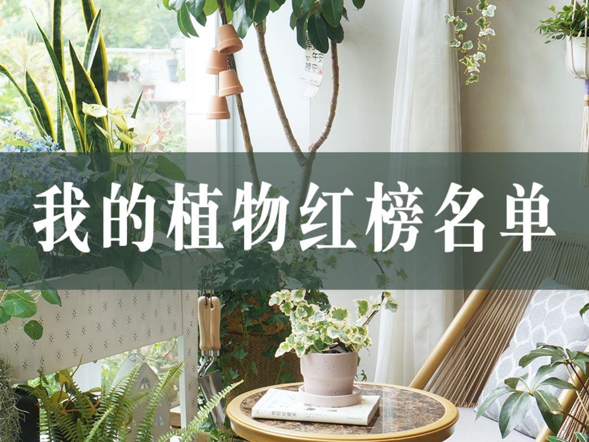 来看看我的植物红榜名单吧~哔哩哔哩bilibili