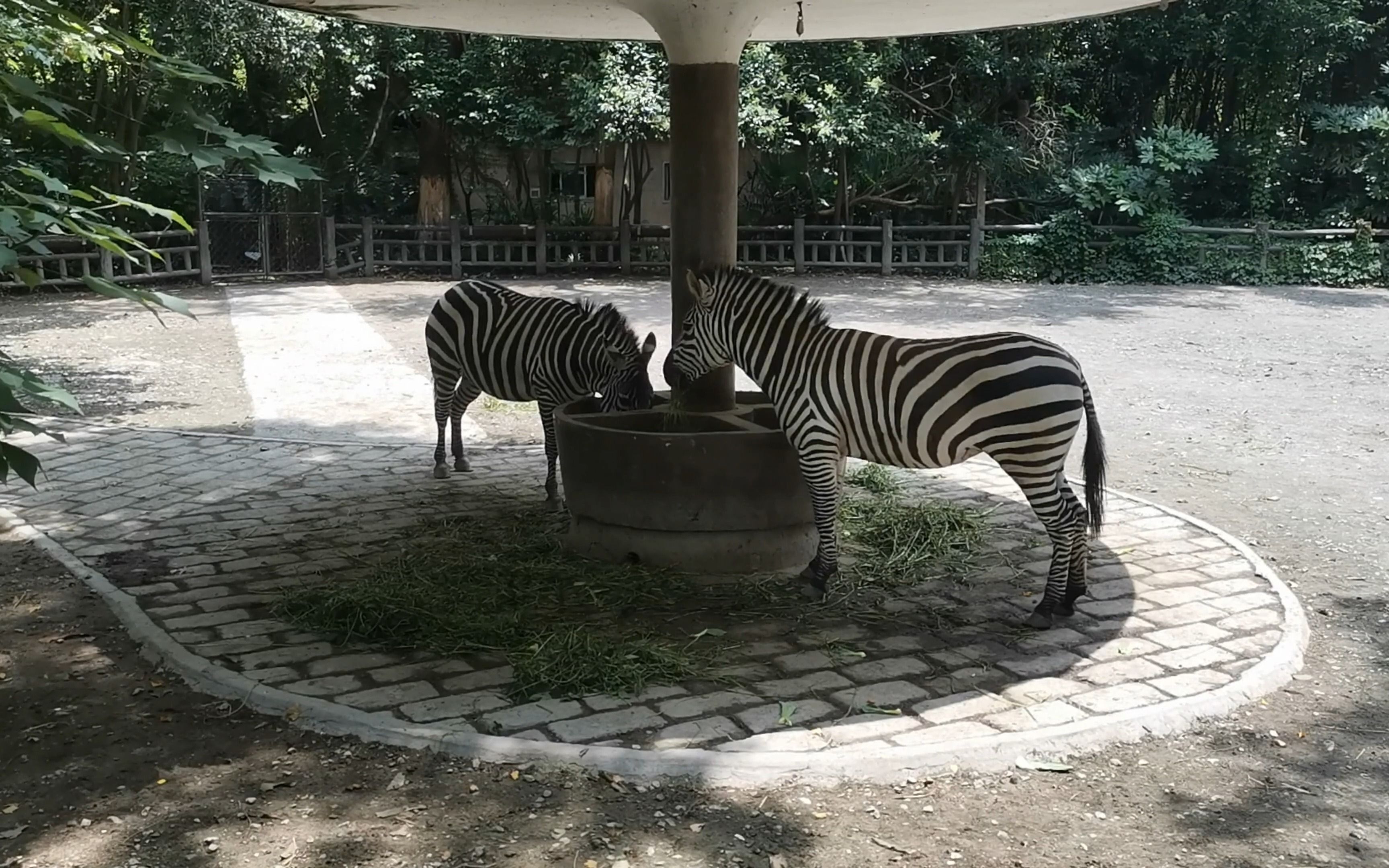 【上海动物园】走进动物世界去看一看