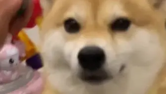 柴犬 可爱太阳花小柴啃鸭锁骨嘿嘿嘿 哔哩哔哩 Bilibili