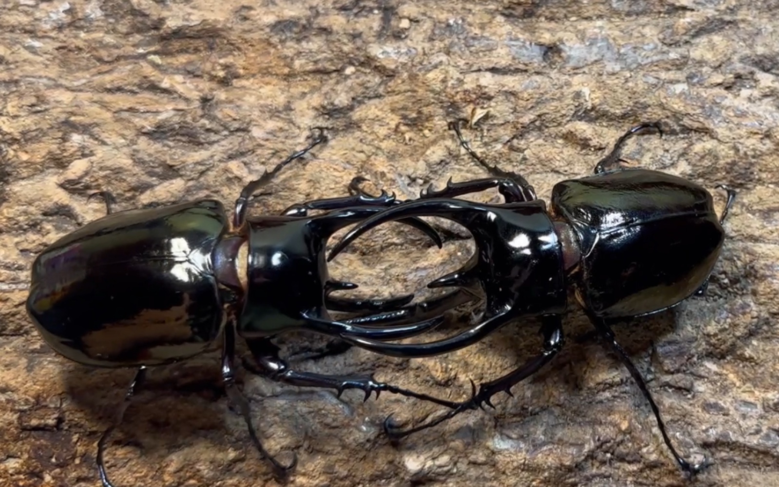 111长角南洋大兜cck制裁102南洋大兜ccj&103南洋大兜cck