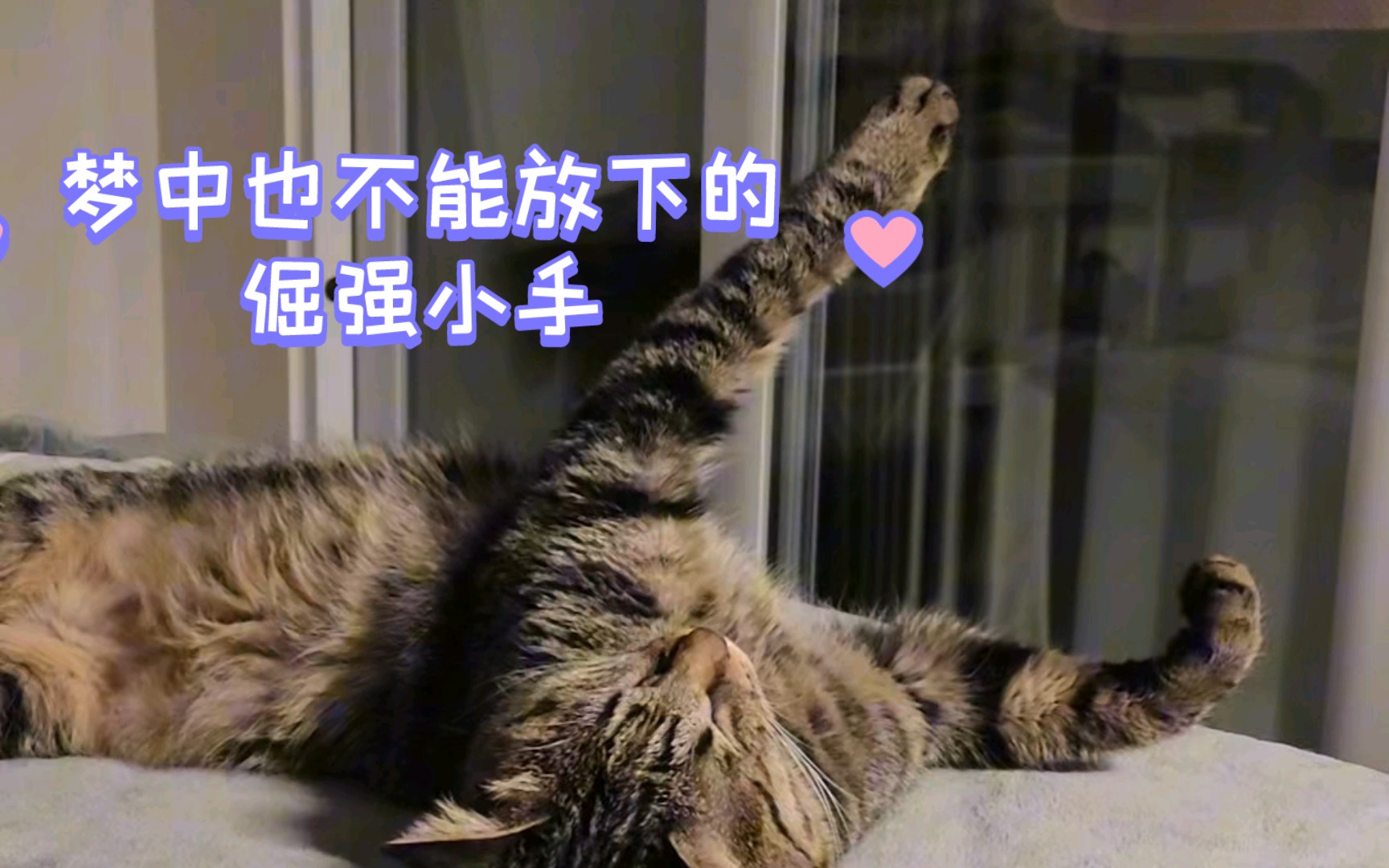 小猫咪做着美梦,我忍不住想为它作首小诗.哔哩哔哩bilibili