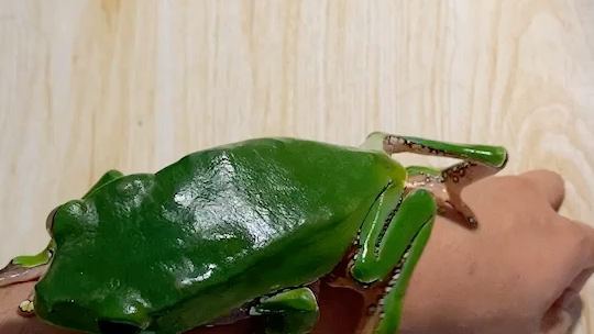 巨人猴树蛙世界第二大树蛙