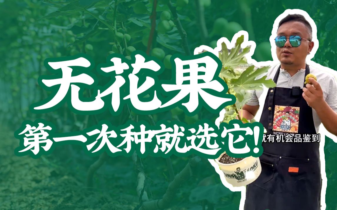 [图]新手小白推荐果树，这种新鲜的果实你们肯定没吃过！！#果树苗 #芭劳奈无花果 #无花果 #果树种植