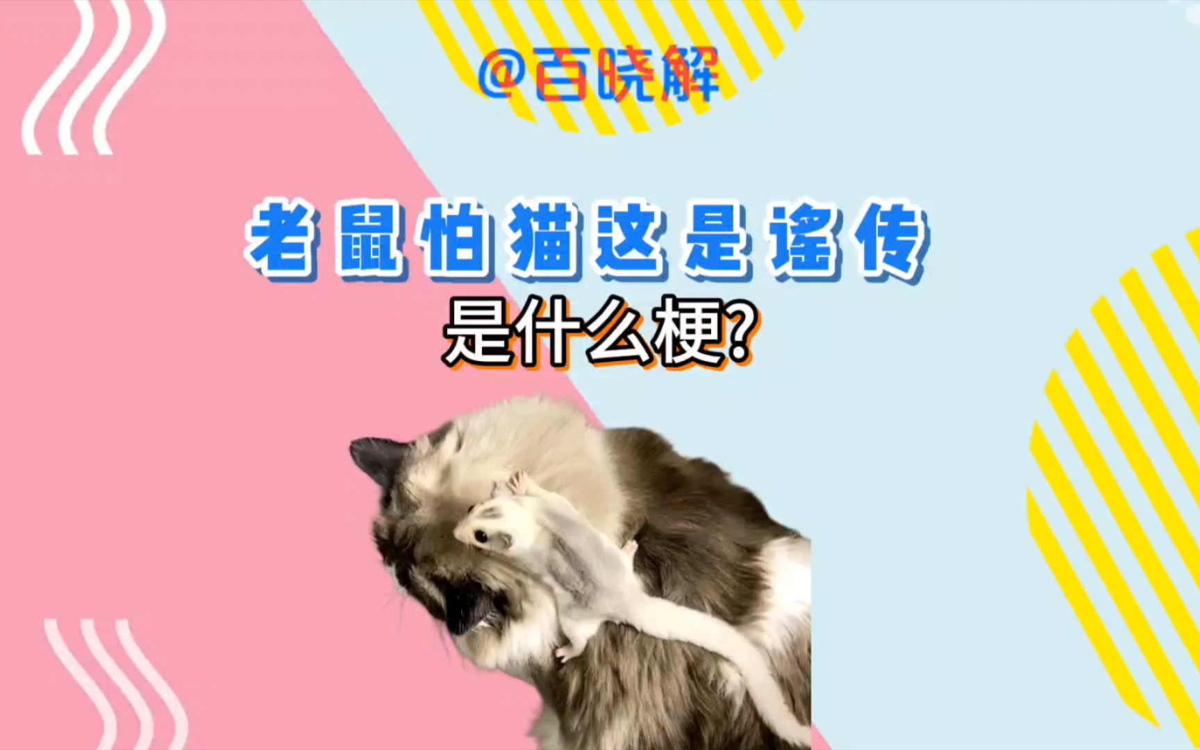 老鼠怕猫这是谣传是什么梗?哔哩哔哩bilibili