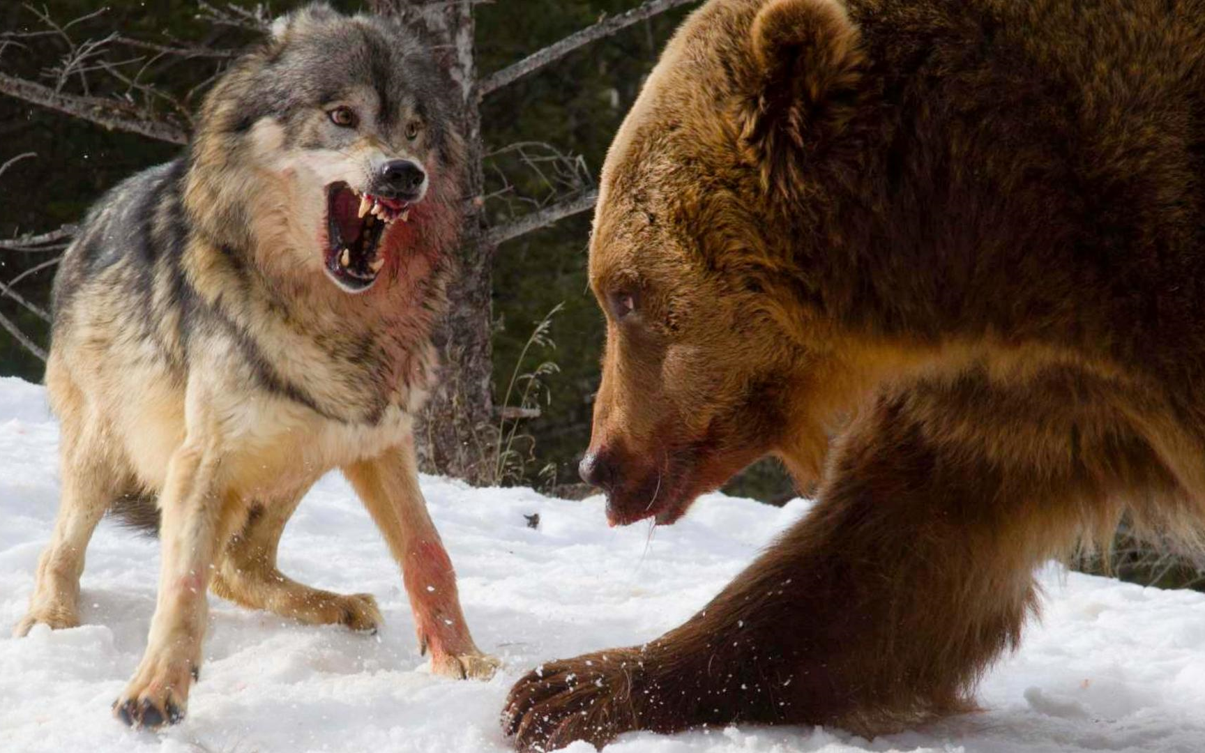 实拍800斤棕熊单挑野狼群,狼王被棕熊一掌击毙,场面惨不忍睹!
