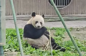 【水秀：在绵阳北川县被发现，为何没进成都基地，而进了熊猫中心】我们发现一个规律：汶川+雅安境内发现的伤病，由熊猫中心处理；在四川其他地方的，归成都基地