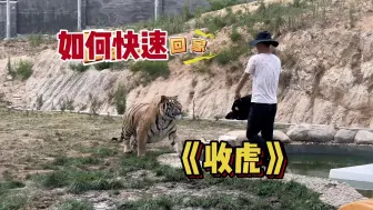 Descargar video: 老虎下班不回家怎么办？看饲养员如何收猫