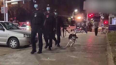 二哈當警犬帥不過3秒臉上寫滿 只想下班 網笑翻 萌寵 網推 二哈當警犬帥不過3秒臉上寫滿 只想下班 網笑翻 萌寵 網推