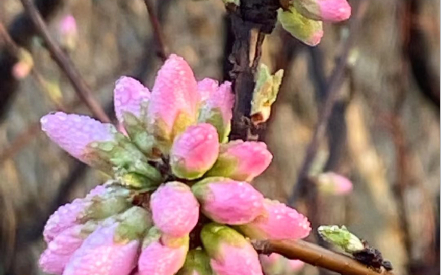 [图]看看花儿怒放前的小豆豆！