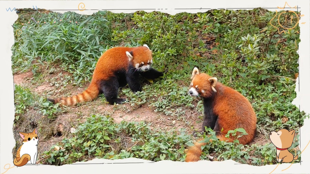 成都小熊猫也太调皮啦