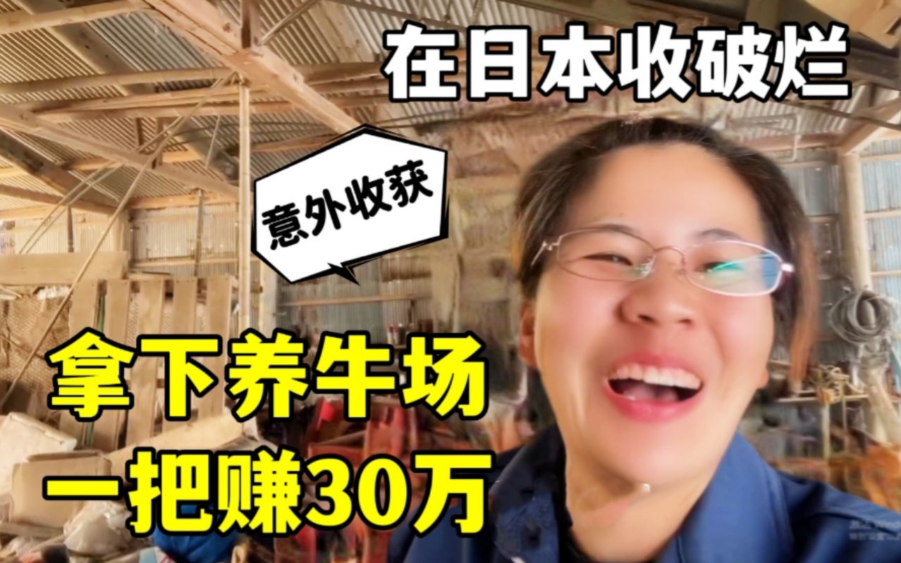 露露发大财了!盘下日本养牛场,一把稳赚30万