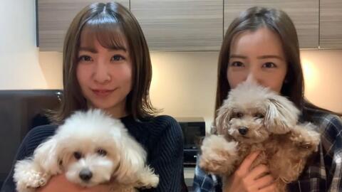 板野友美自撮家犬秀才藝 哔哩哔哩