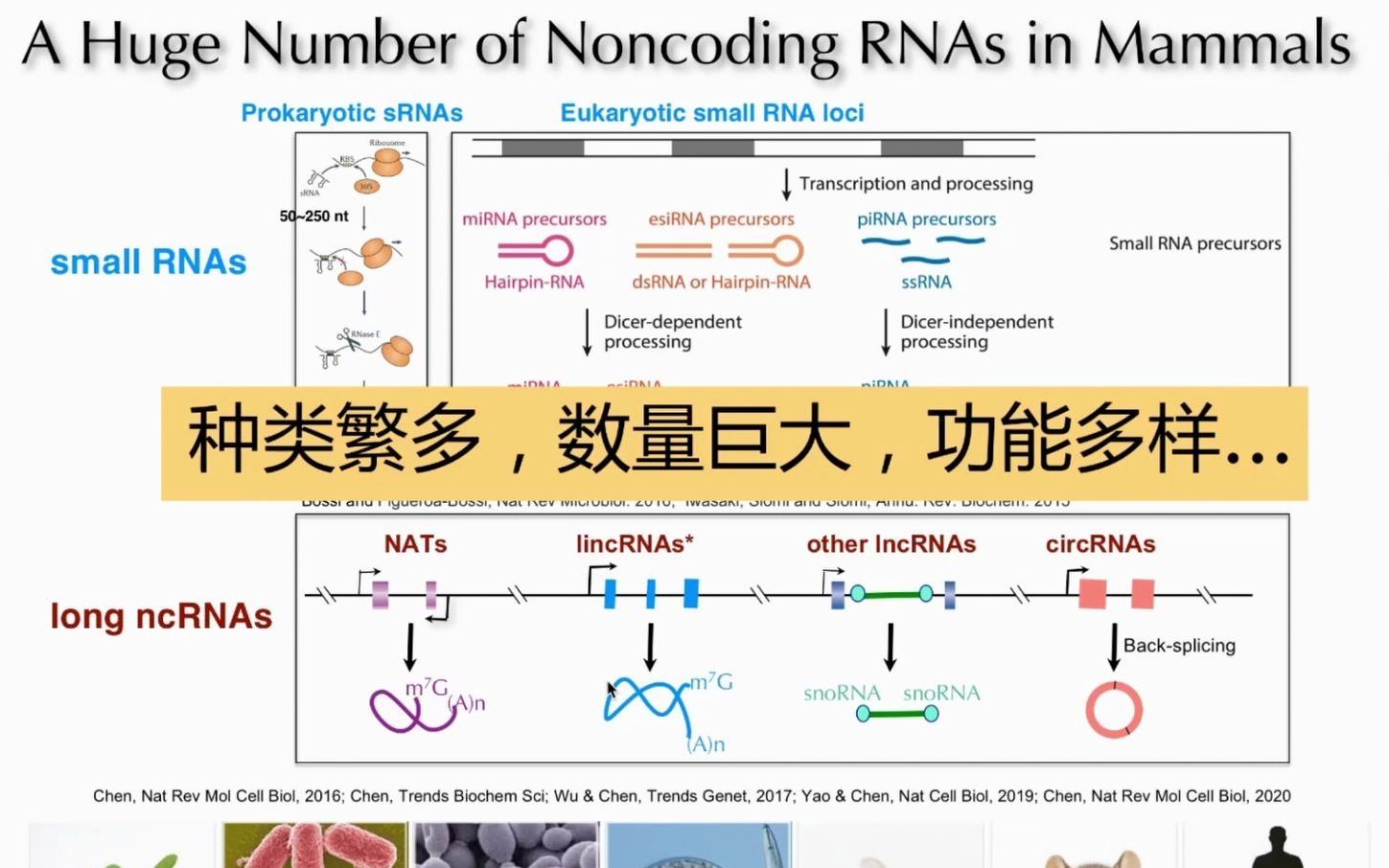 陈玲玲课题组:RNA生物学 @上科大生命学院/中国科学院分子细胞科学卓越创新中心哔哩哔哩bilibili