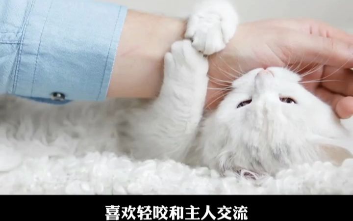 猫咪喜欢咬人应该怎么办哔哩哔哩bilibili