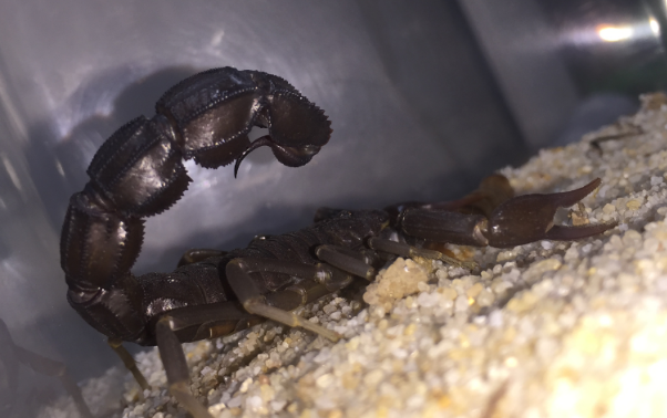 【区分向】androctonus gonneti贡内特黑肥尾蝎成体公展示及捕食_哔哩