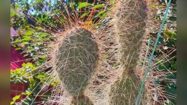 野狐团扇Opuntia pycnantha 仙人掌科仙人掌属多肉植物，野狐仙人掌生长
