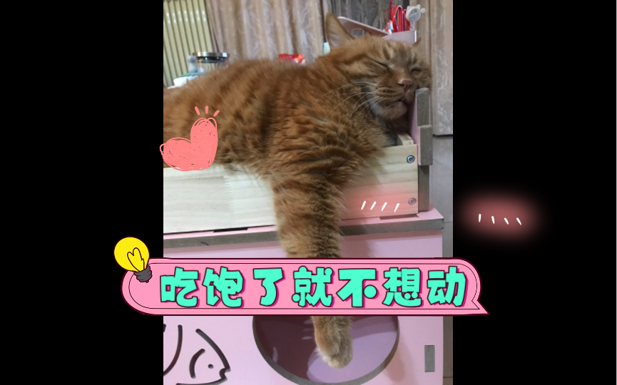 我家的家规吃饱了就要躺着哔哩哔哩bilibili