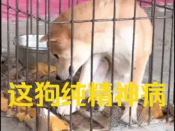 Скачать видео: 这柴犬纯精神病 抓苍蝇吃