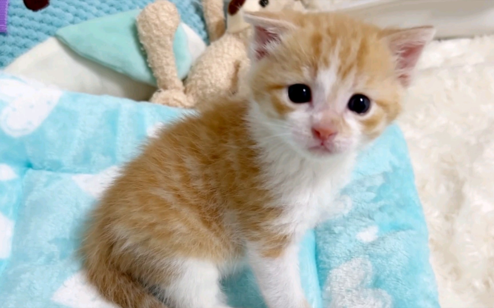 小猫宝宝吃饱喝足后开始探险之旅