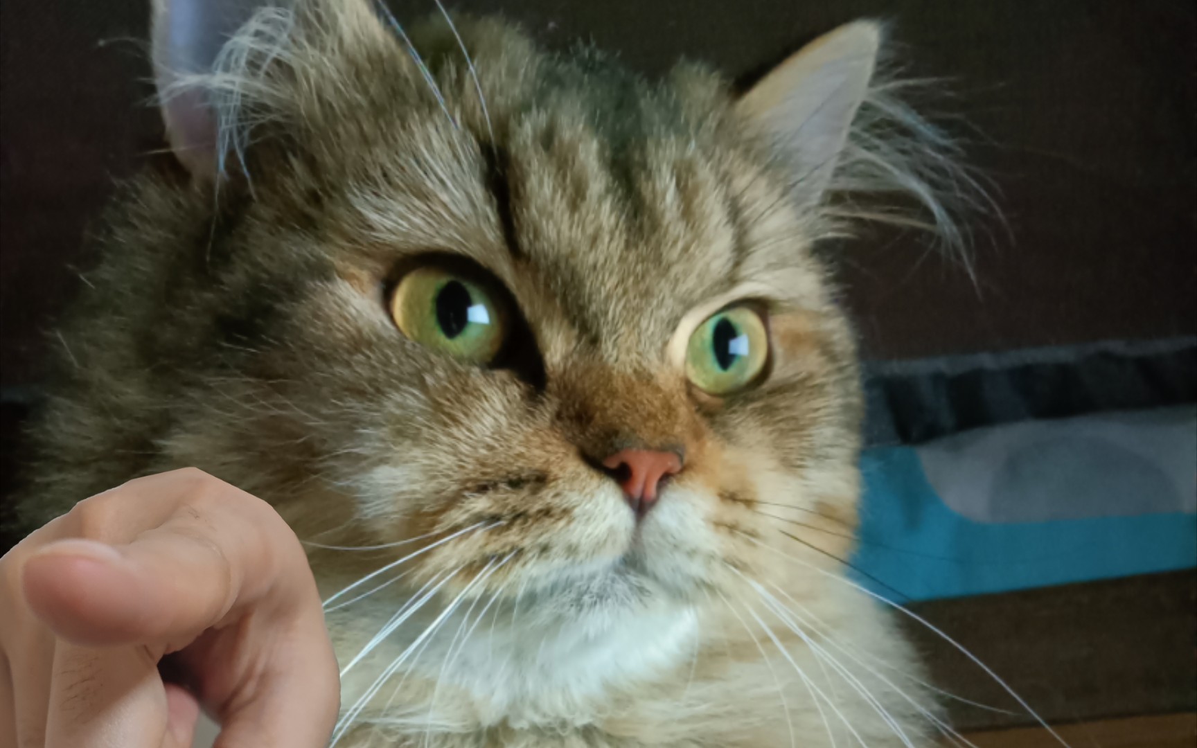 谁家小猫会自拍了呀