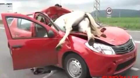 动物车祸 哔哩哔哩