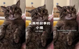 Descargar video: 不听话的小猫会被带走的！