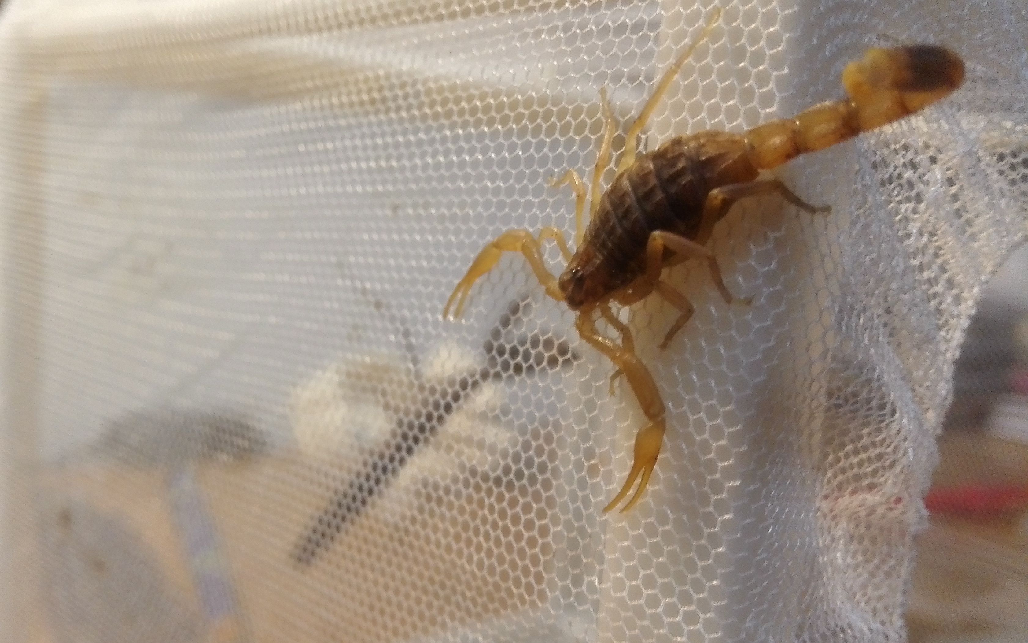 格里芬螳vs东亚钳蝎