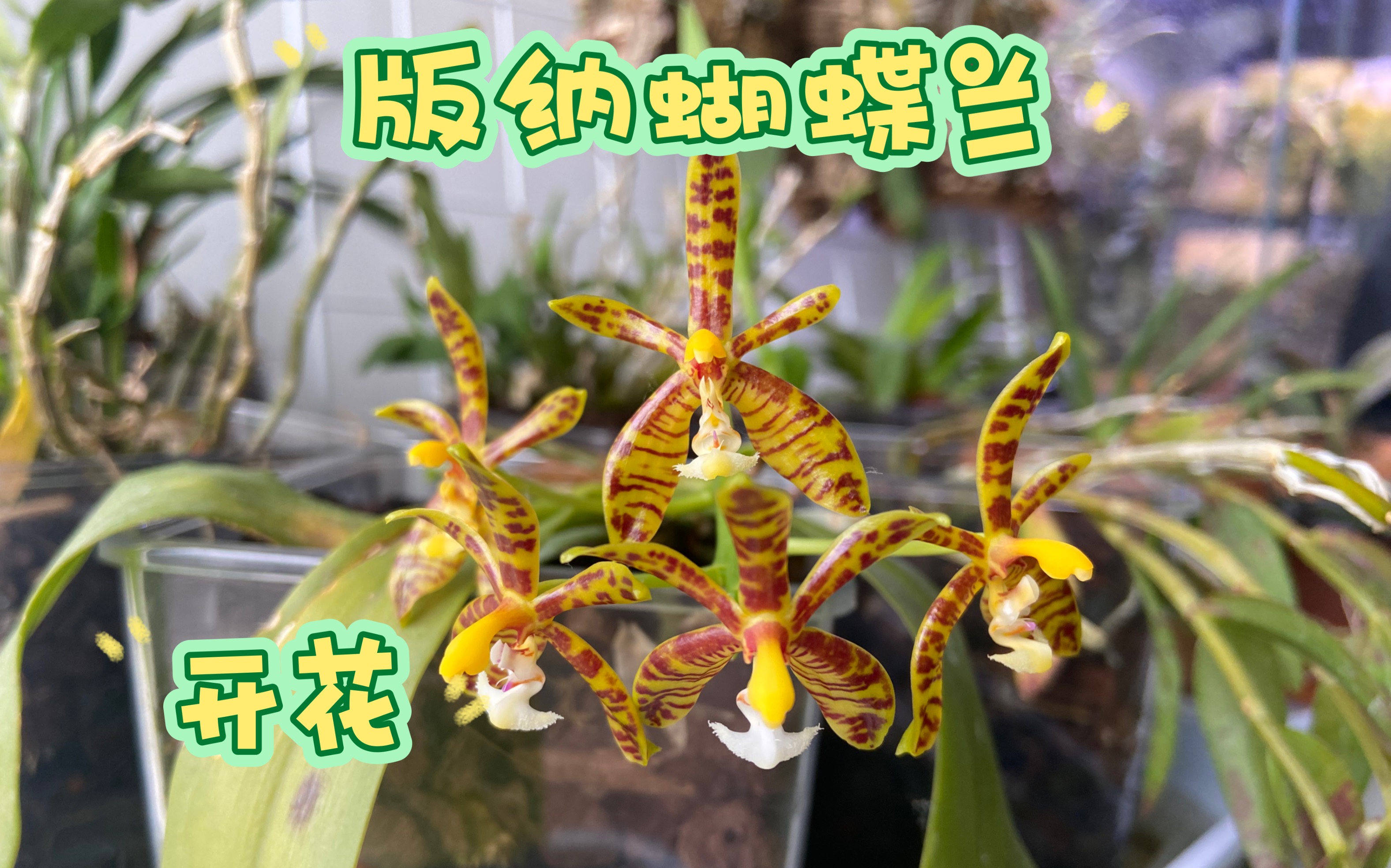 兰科植物 版纳蝴蝶兰(Phalaenopsis mannii,又叫曼氏蝴蝶兰)开花哔哩哔哩bilibili