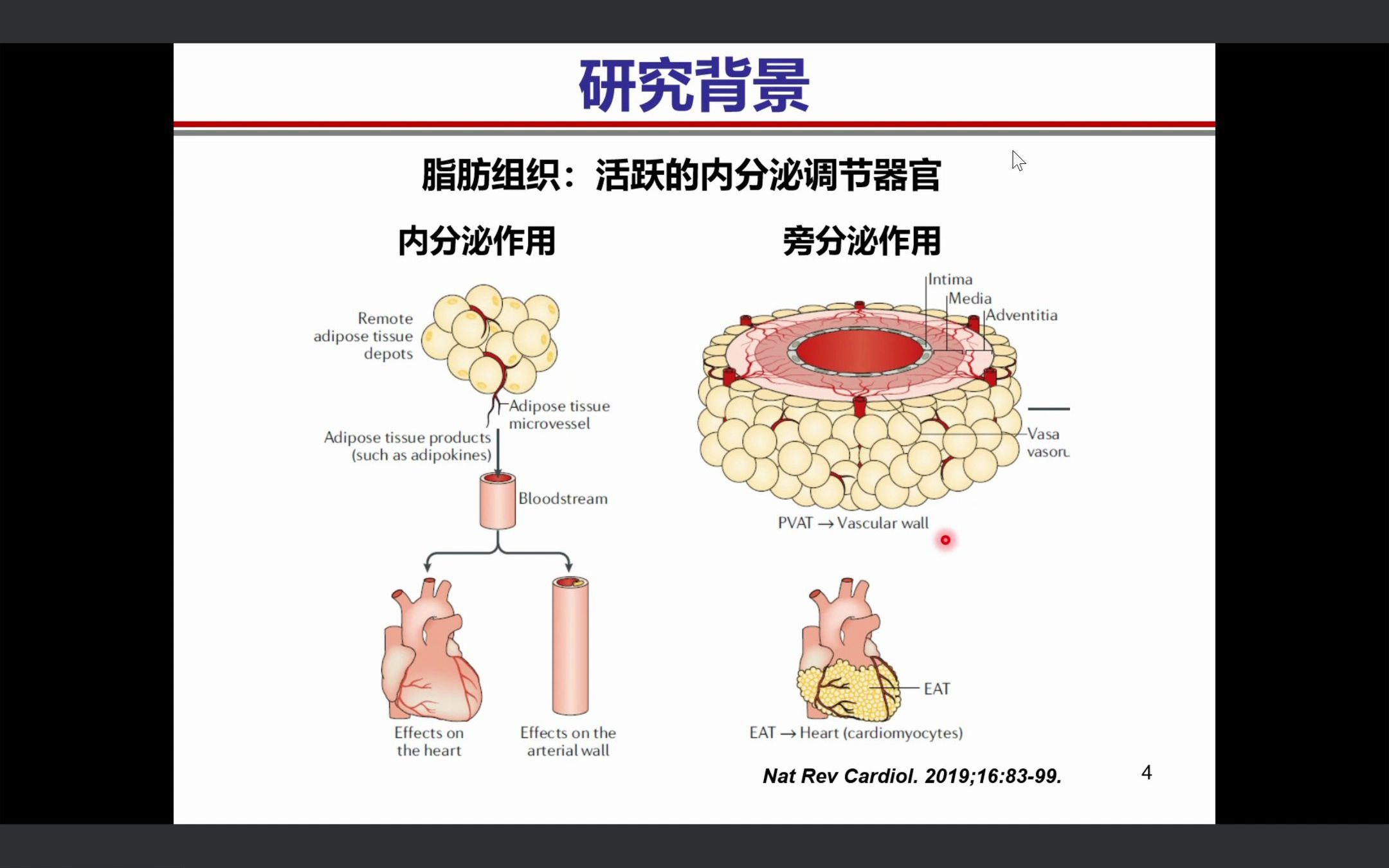 [图]炎症免疫介导的脂肪组织功能紊乱与心血管稳态失衡 棕色脂肪细胞 高血压介导心脏重构