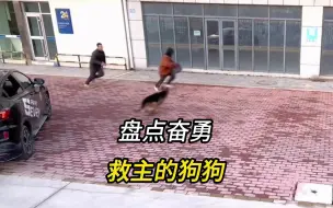 Tải video: 盘点狗狗奋勇护主的高燃瞬间，它只是你生命的一部分，你却是它的全部