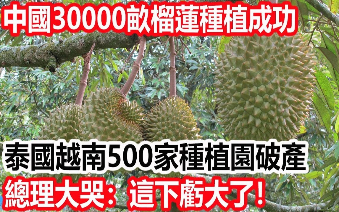 中国30000亩本土榴莲种植成功,泰国越南慌了:高价榴莲卖给谁?哔哩哔哩bilibili