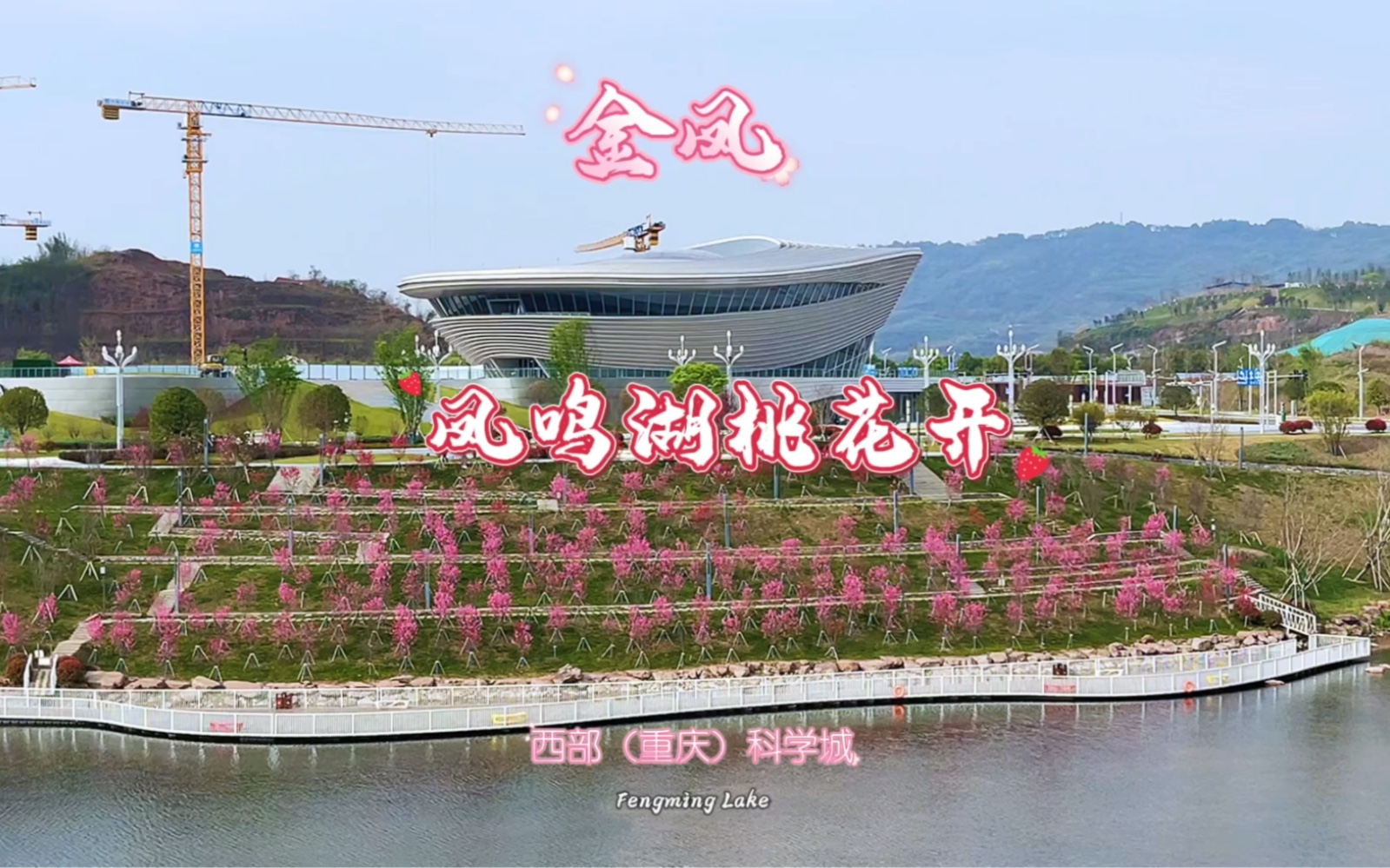 重庆科学城凤鸣湖公园千株桃花朵朵开!