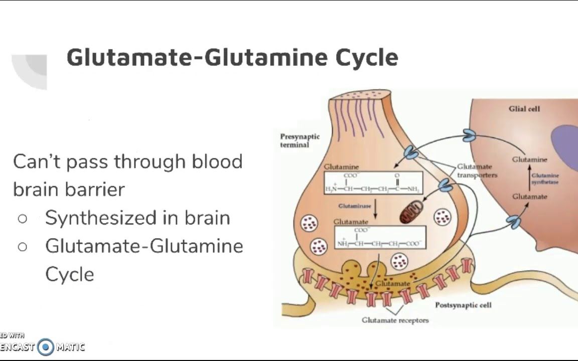 两分钟介绍神经科学系列 #67 谷氨酸 转载自YouTube 中英双语字幕哔哩哔哩bilibili