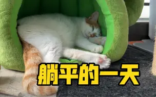 Download Video: 自从流浪猫姐妹入住阳台 小话痨就开始躺平了