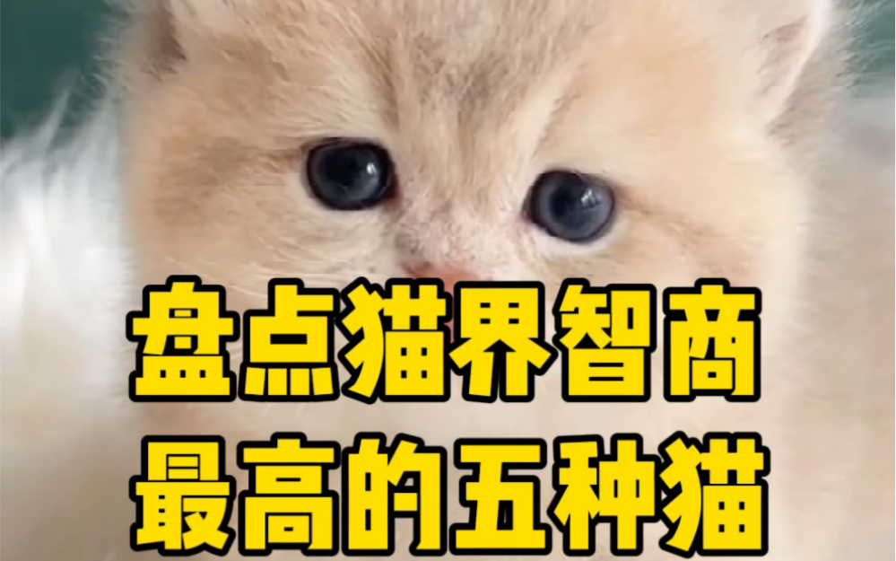 盘点猫界智商高的五种猫!哔哩哔哩bilibili